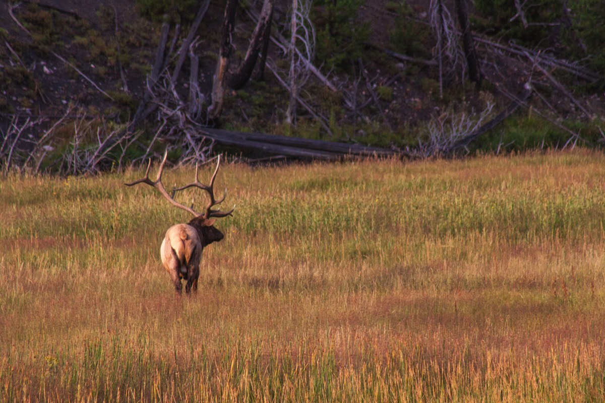 Wapiti deer at the Madison River Overlook at dawn