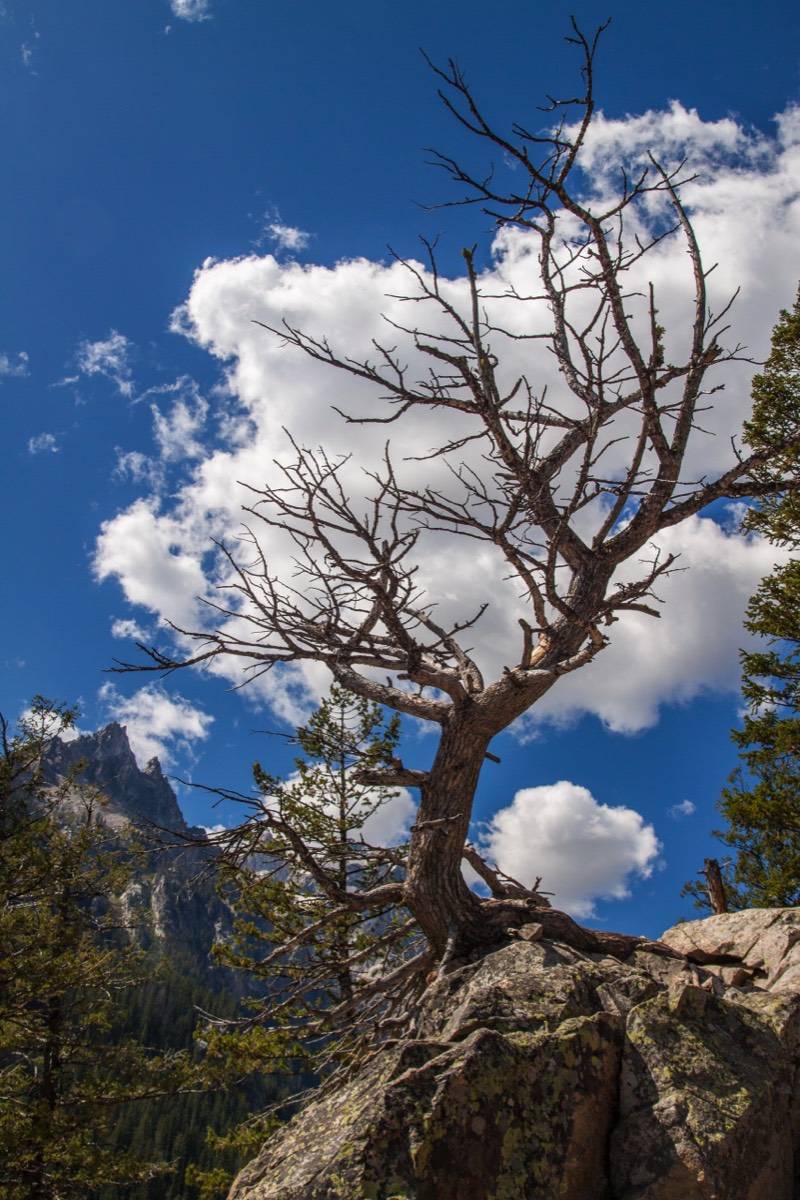Jenny Lake Trail - dead tree