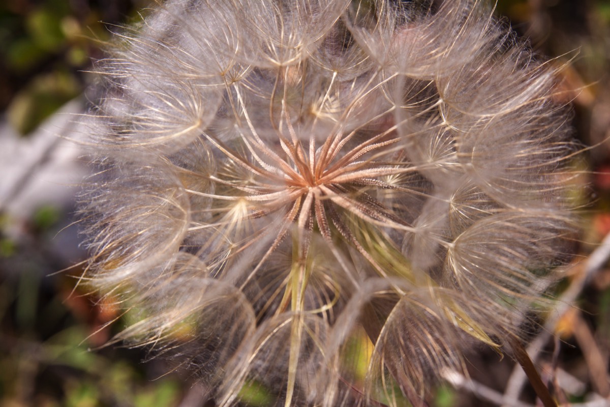 Jenny Lake Trail - was a flower
