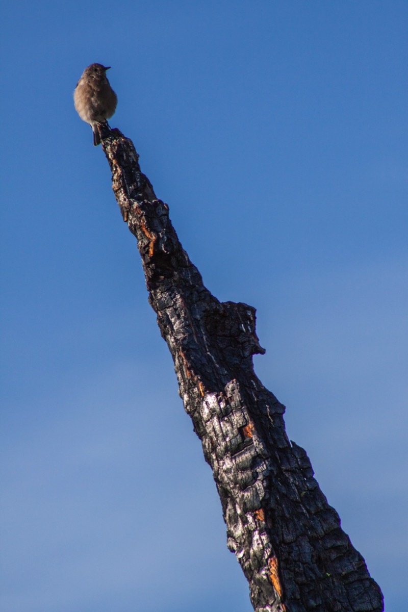 Sentinel Meadows Trail - Phoebe on a burnt tree