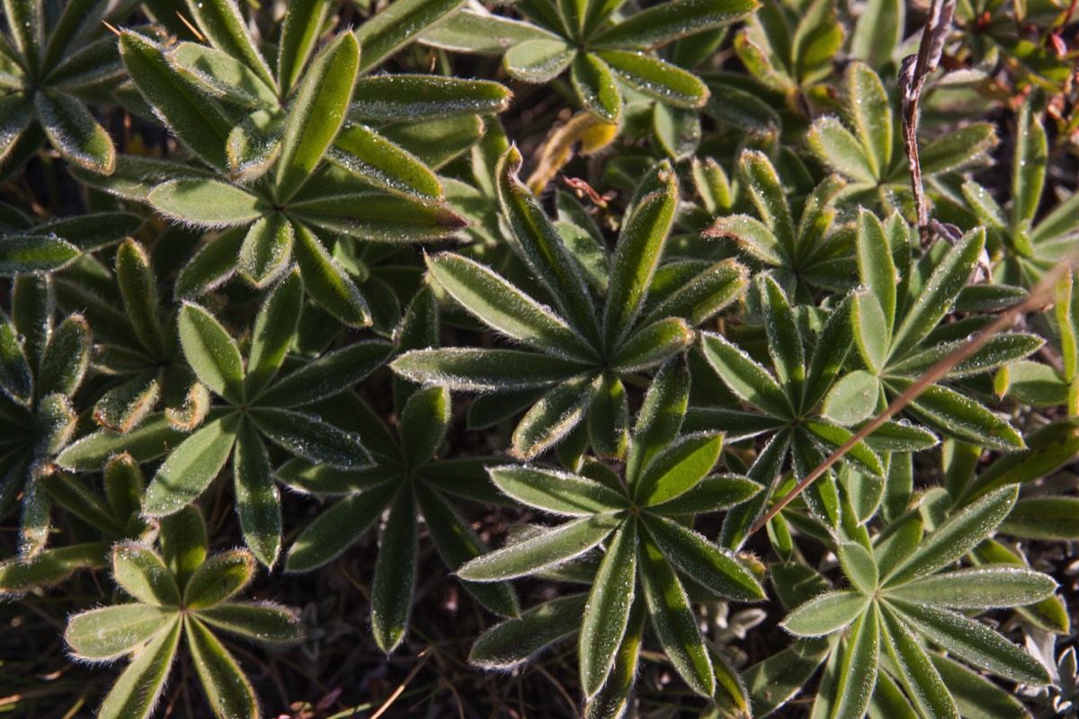 Glistening droplets in the morning light