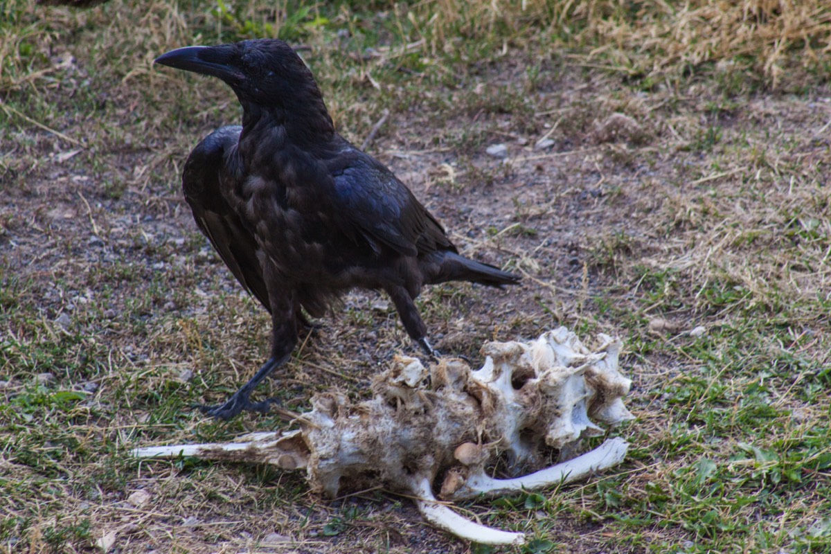 Grizzly & Wolf Discovery Center - Crows also like the food there