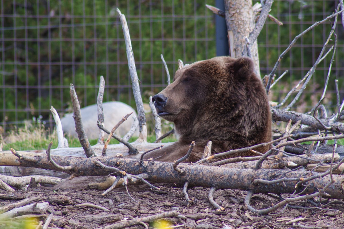 Bear relaxing