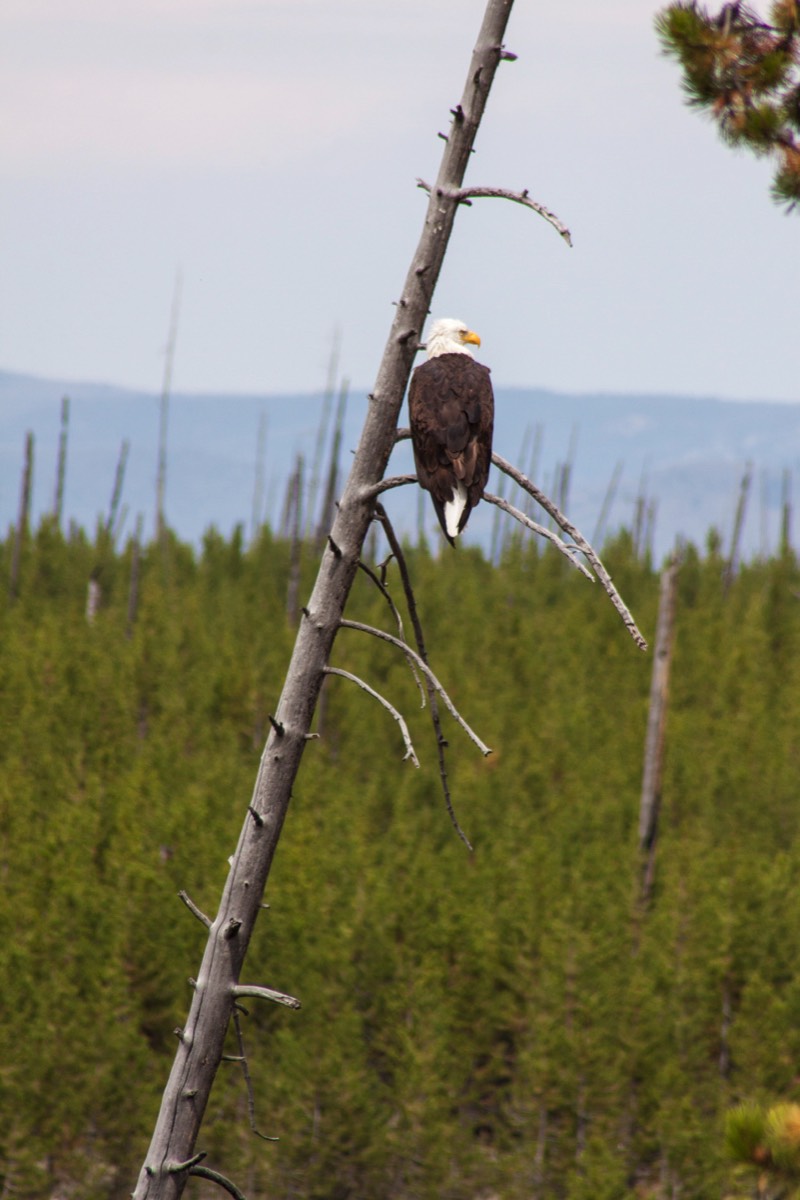American Bald Eagle resting for the whole world to see