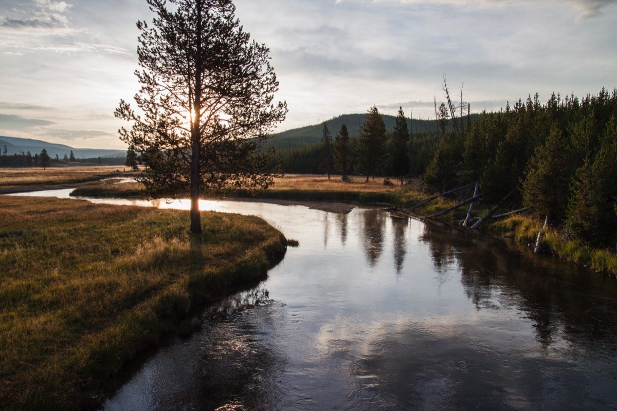 Gibbon River against the morning light