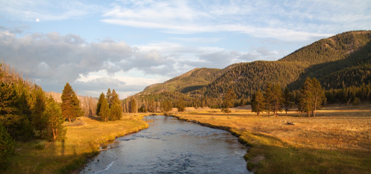 Gibbon River in the morning light
