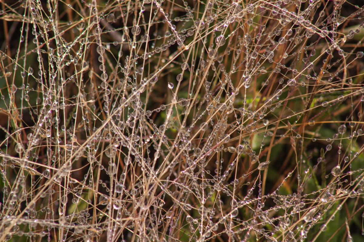 Droplets like a pearly ribbon