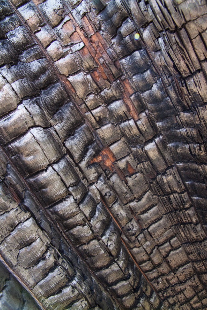 Burnt wood