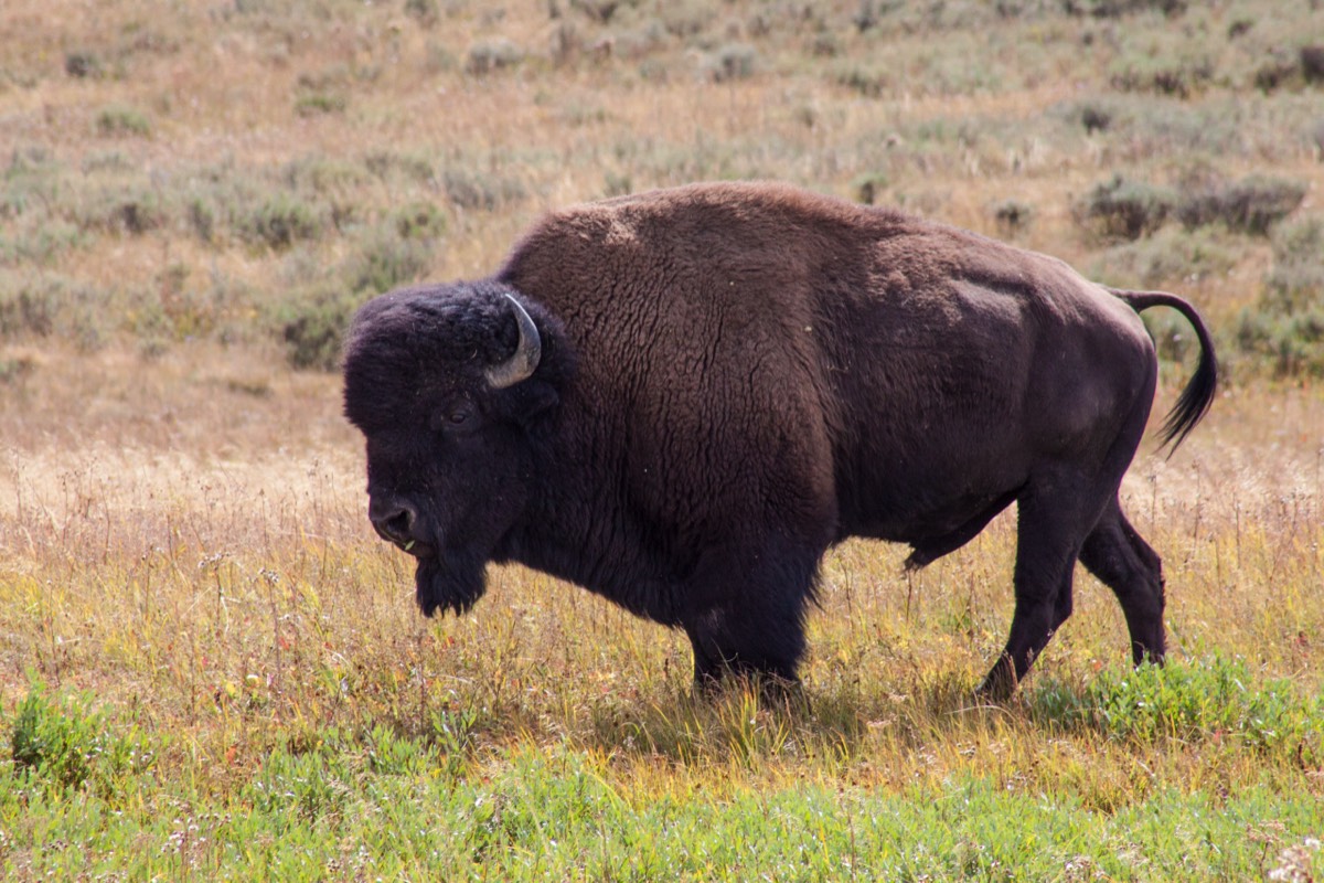 Bison, not on the road this time