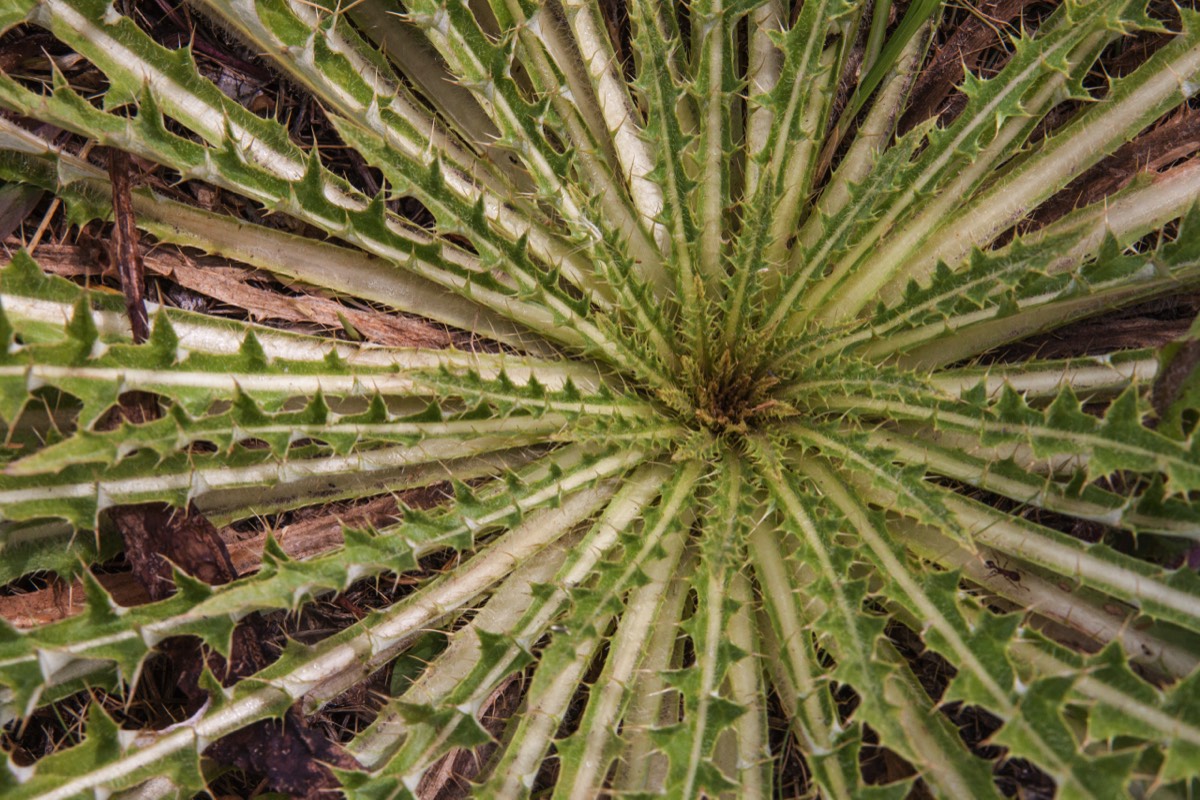 Spiky plant