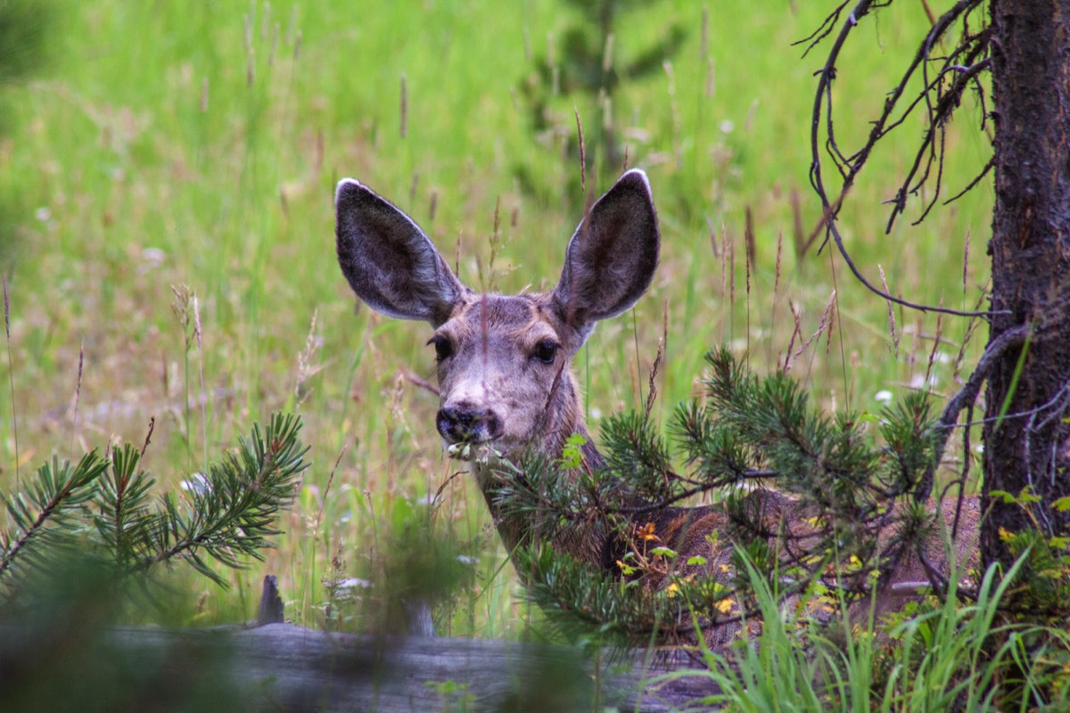 White-tailed deer watching us while we were watching it