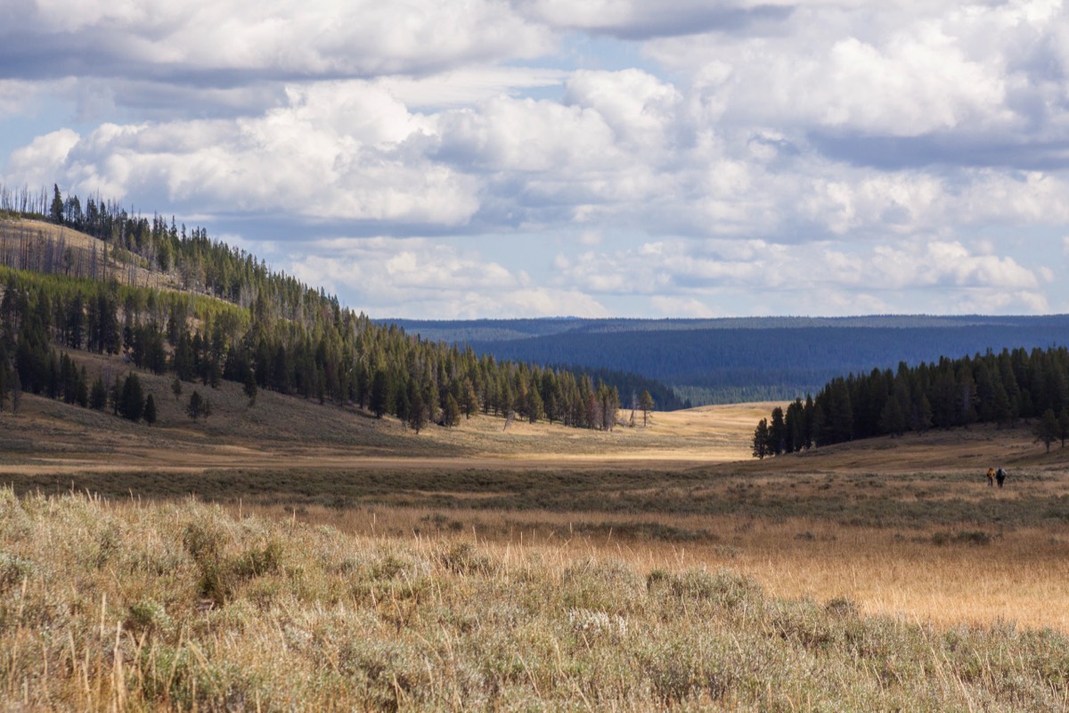 Mary Mountain Trail - Hayden Valley