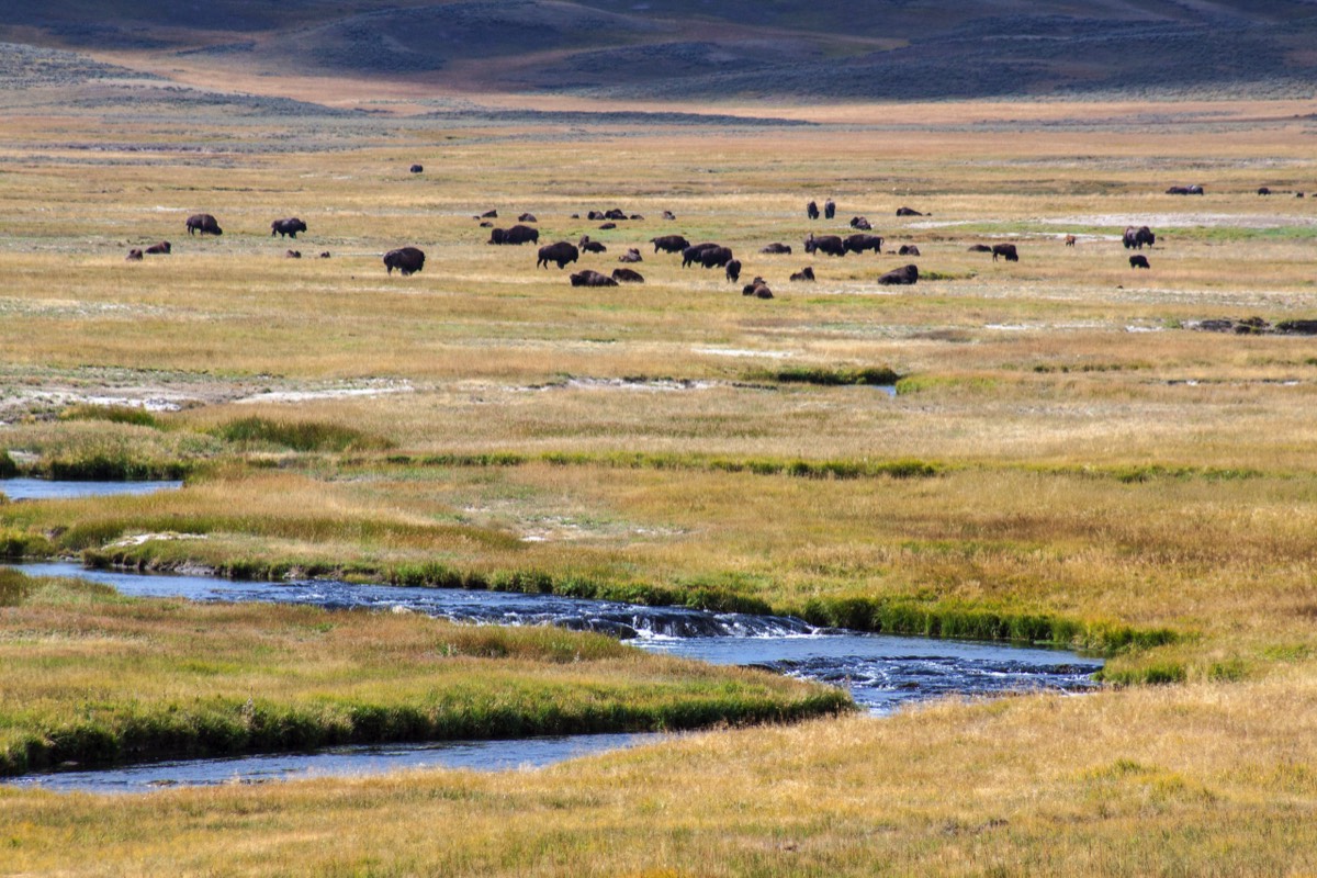 Grazing bison in the Hayden Valley