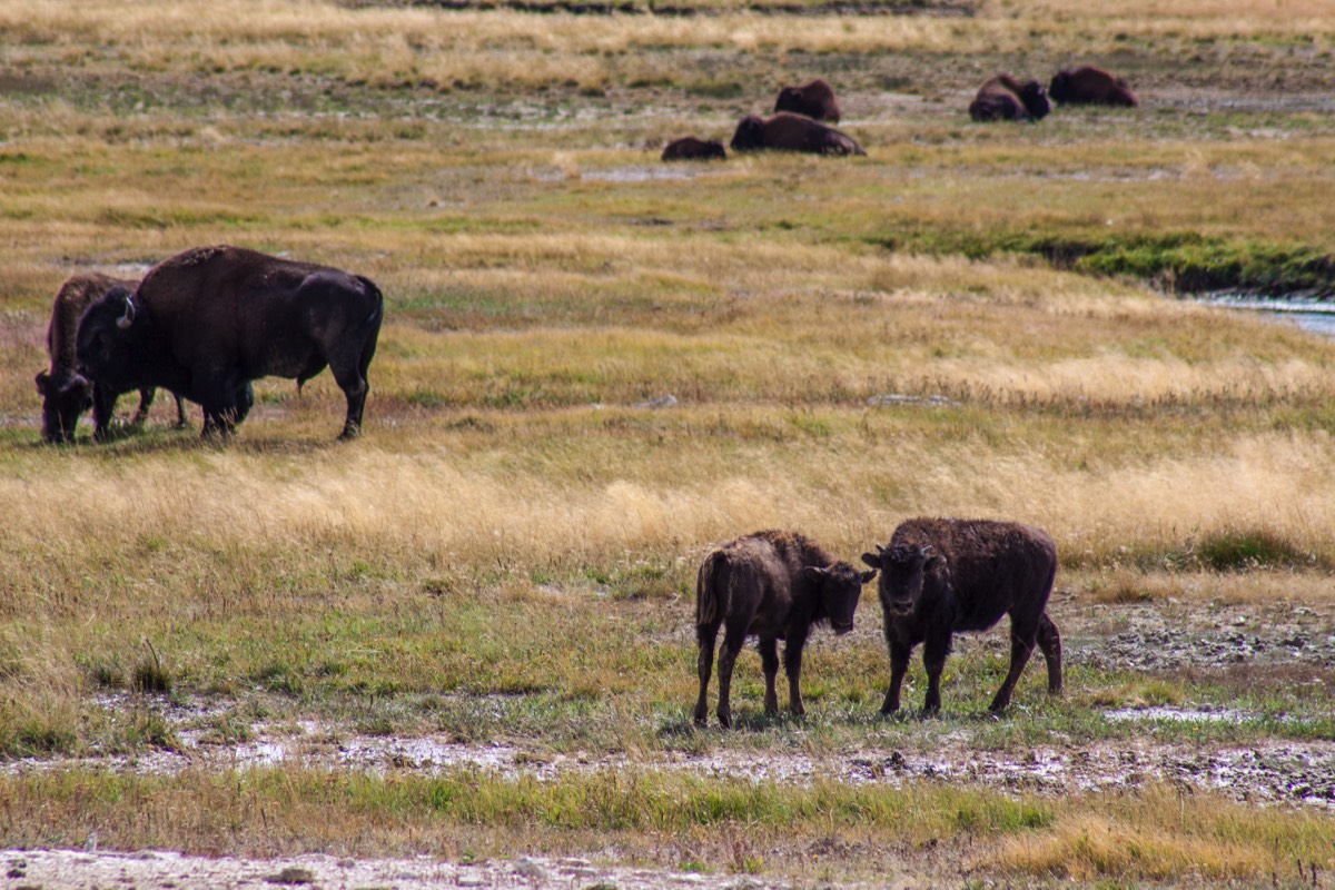 Playing bison in the Hayden Valley