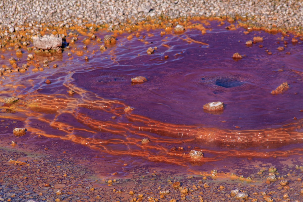 Norris Geyser Basin - Red