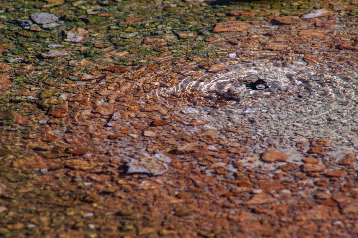 Norris Geyser Basin - Brown-green