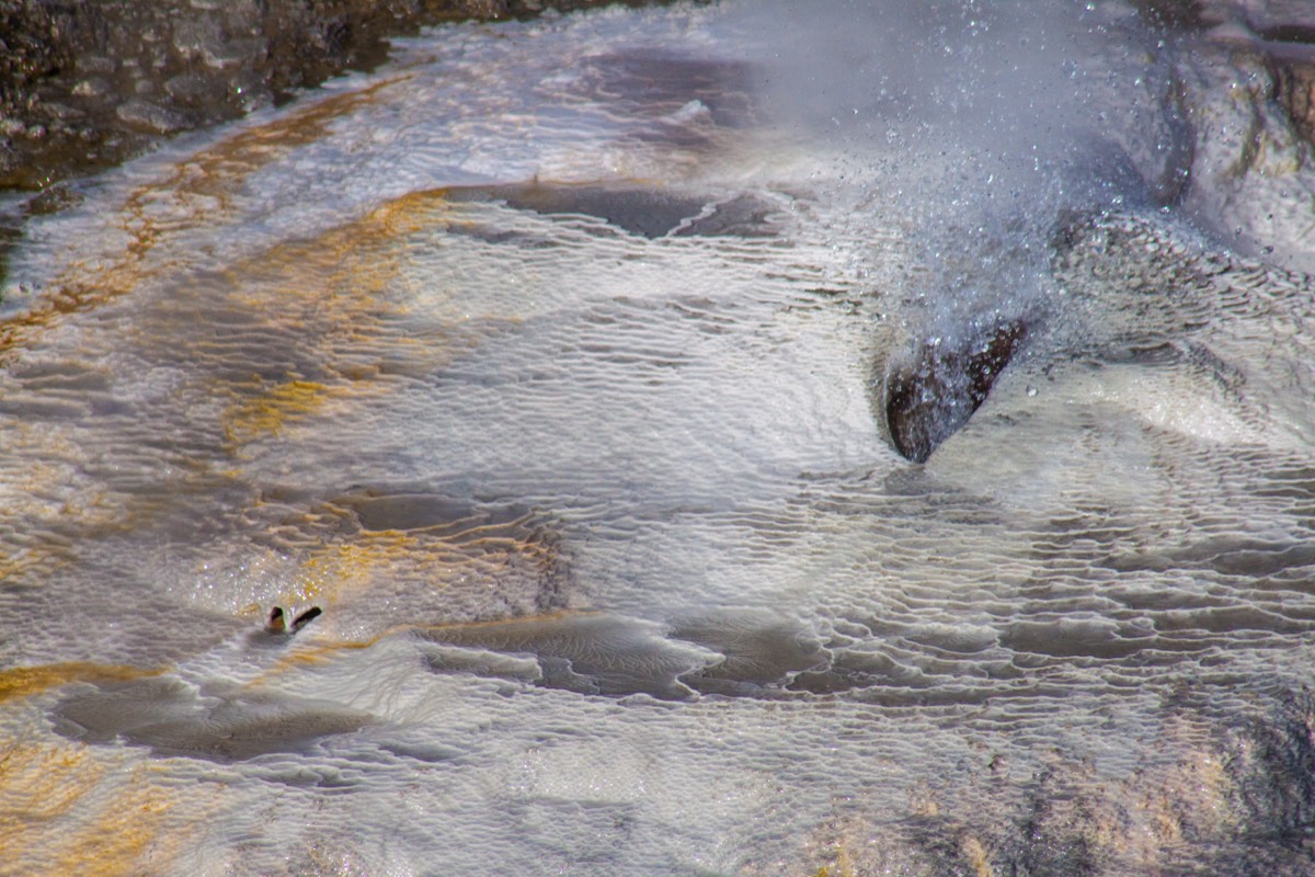 Norris Geyser Basin - white