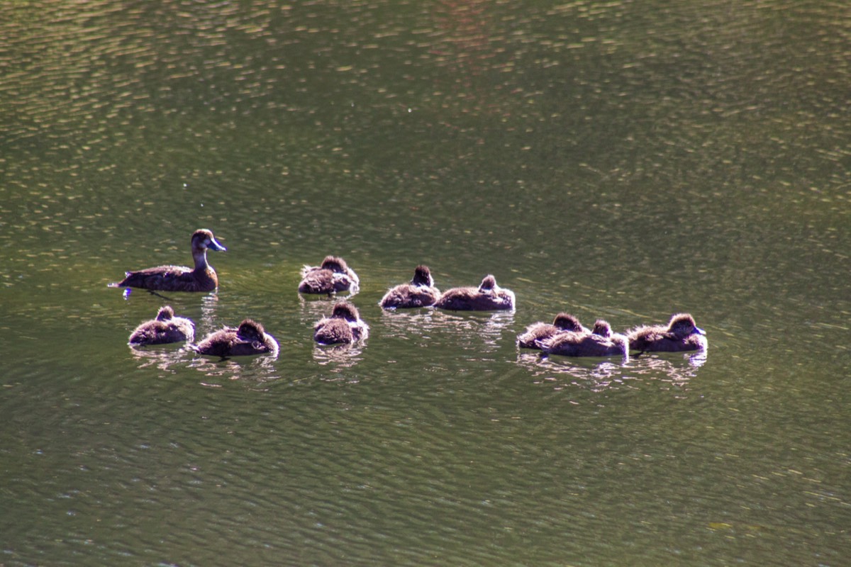 Only ducks at the Beaver Ponds Loop Trail