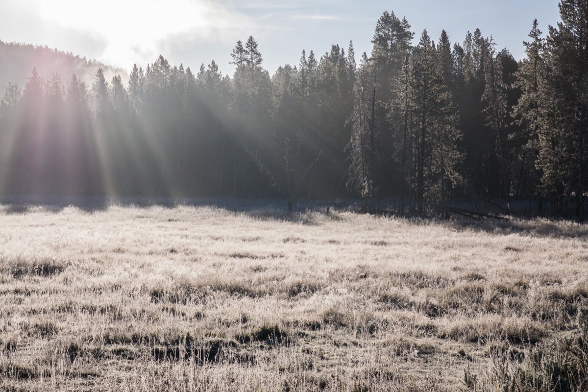 Another morning mist near the Yellowstone River