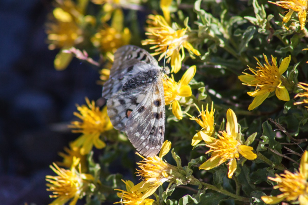 Butterfly on the Mount Washburn Trail