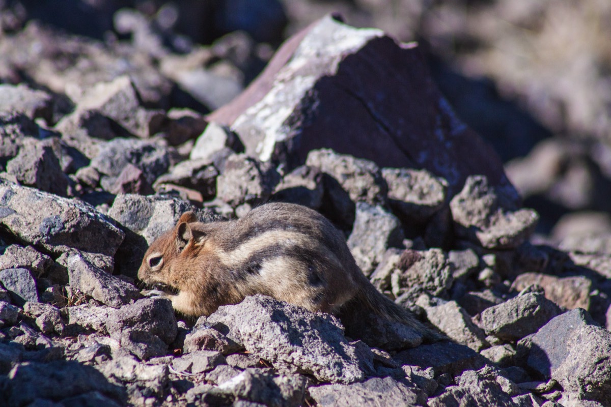Chipmunk - Mount Washburn Trail