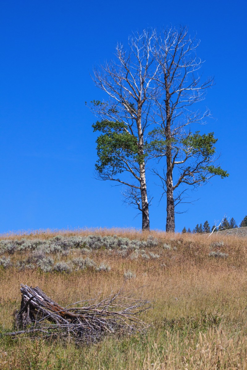 Soda Butte Trail - Lamar Valley