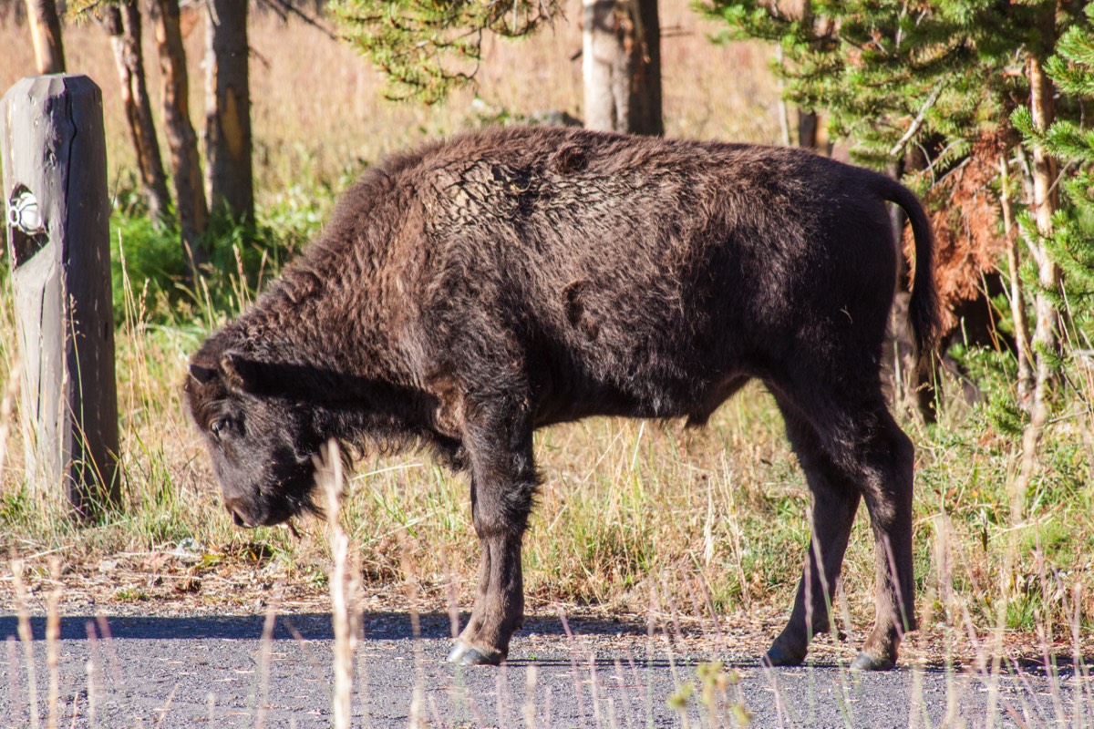 First year bison