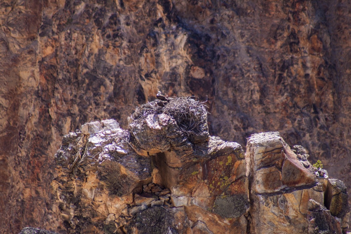 Grand Canyon of the Yellowstone - Northern Rim - Red Rock Trail