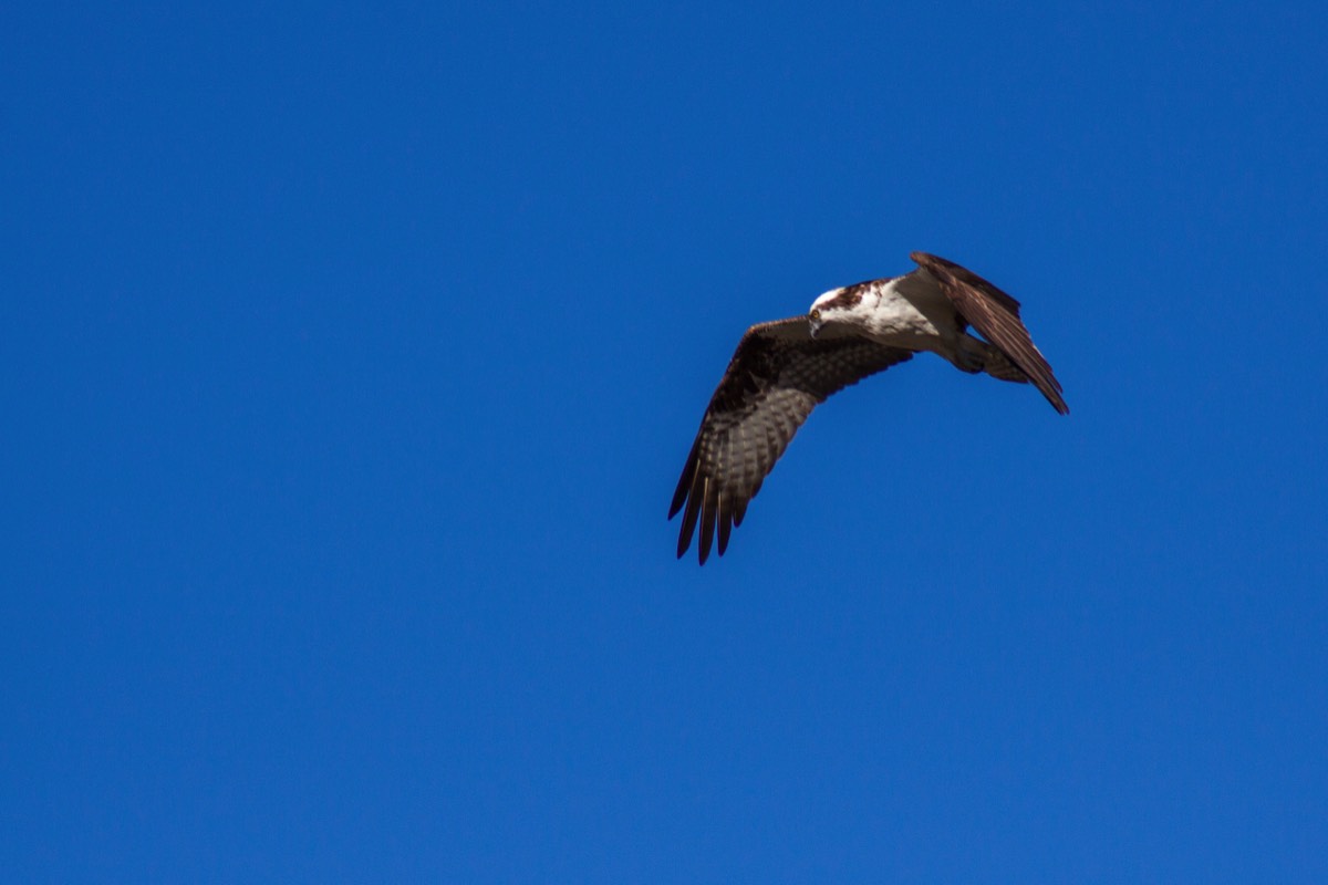Osprey
