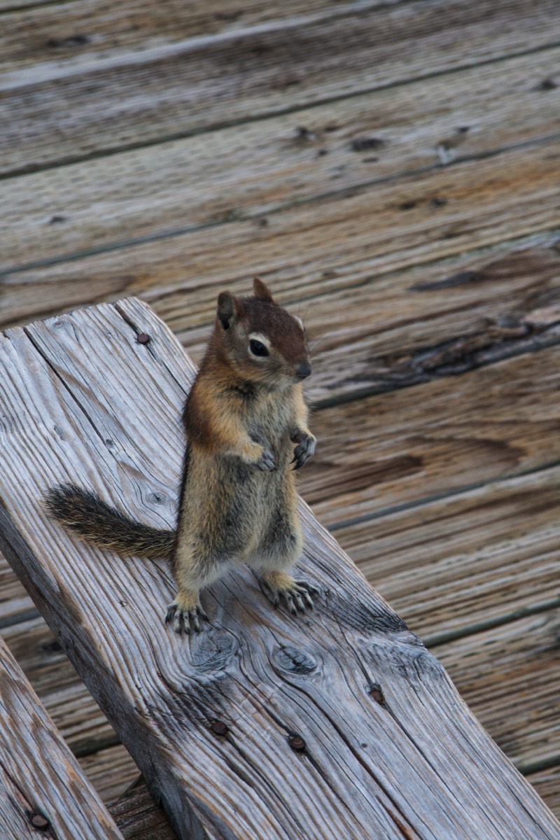 Old Faithfull Geyser Basin - Pesky begging chipmunk