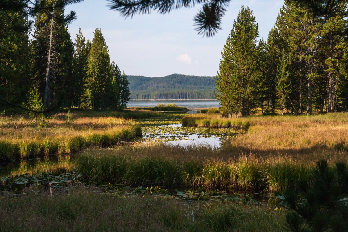 View on Shoshone Lake