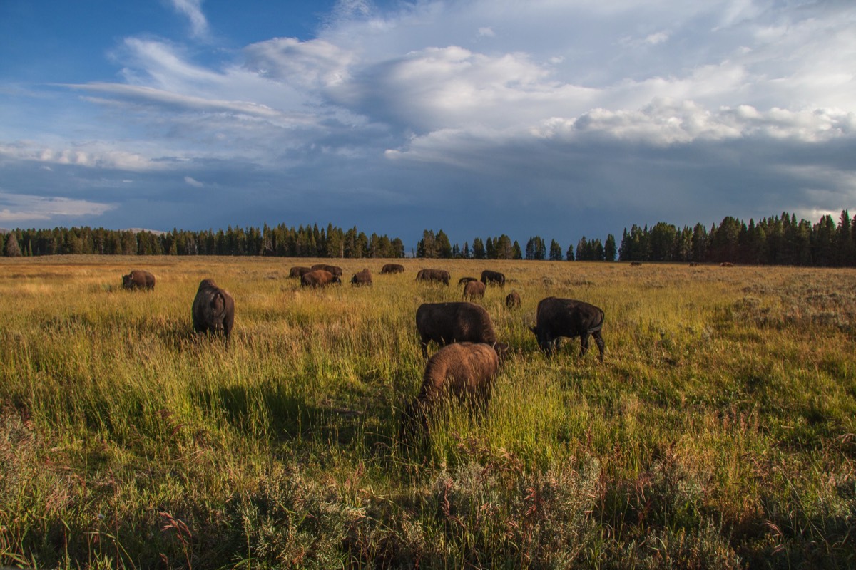 Bison grazing in the afternoon sun