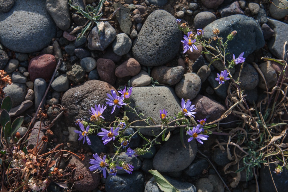 Small wildflowers