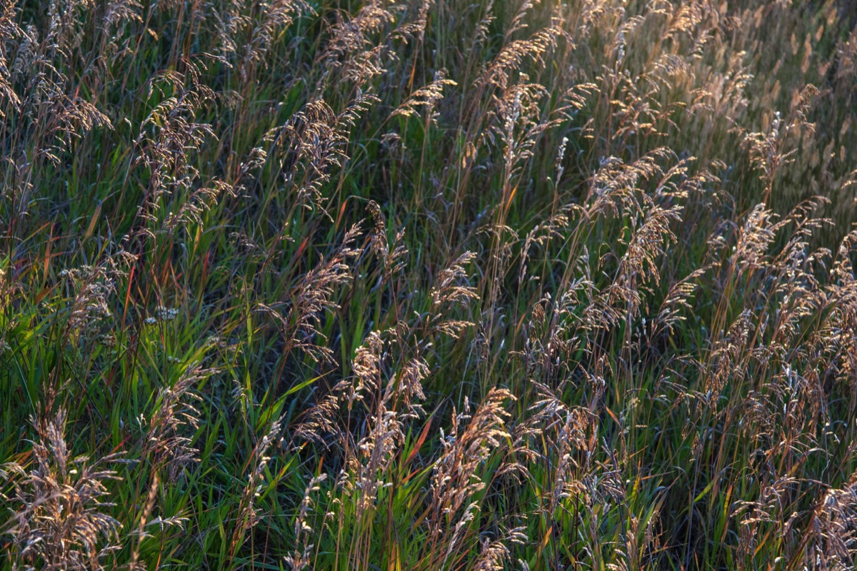 Grasses