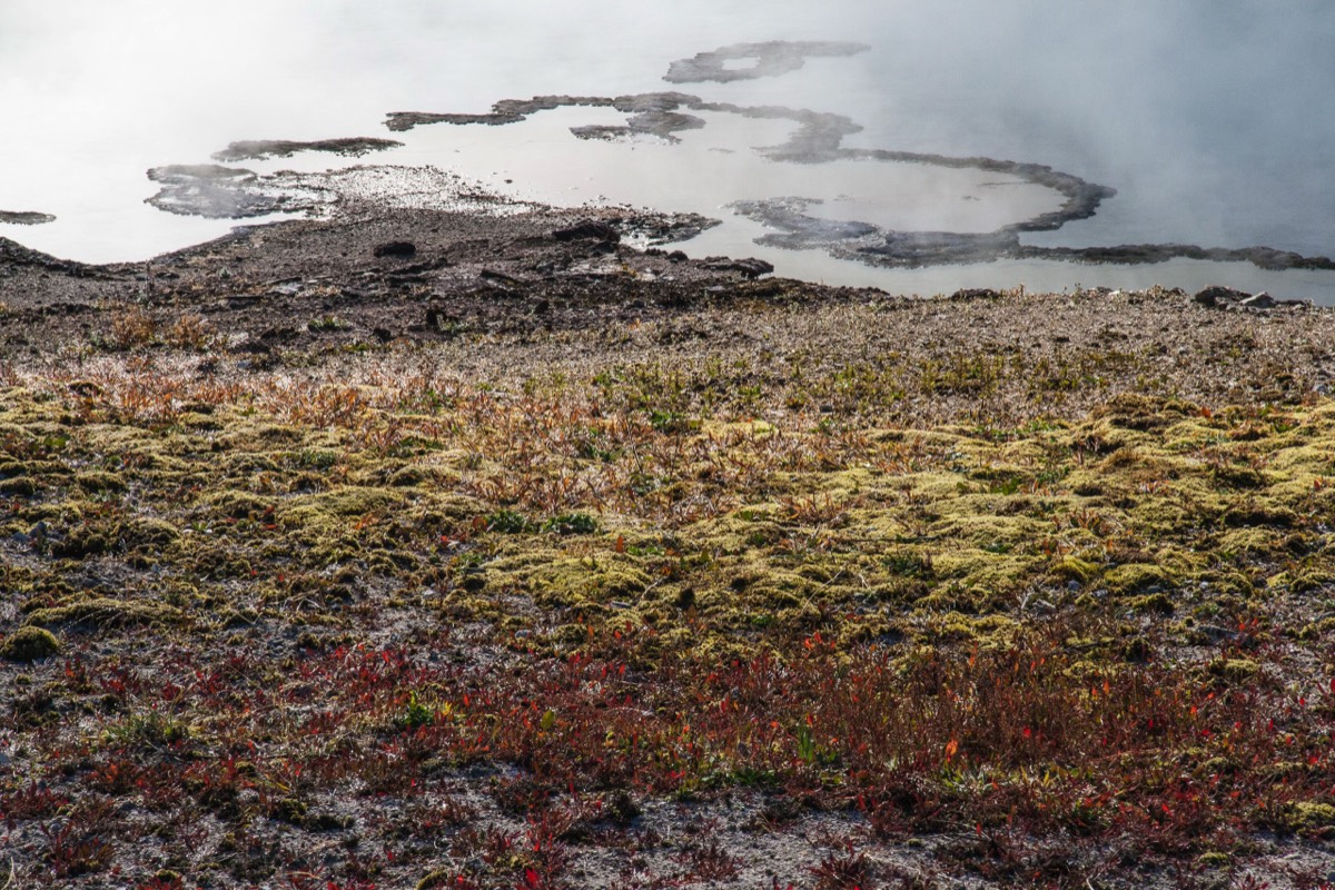 Midway Geyser Basin - grasses clinging on