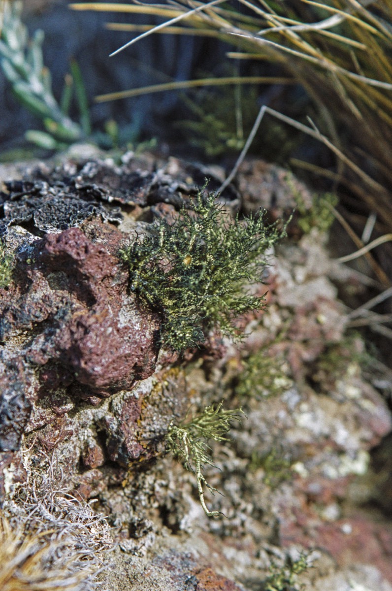 Lichen close-up