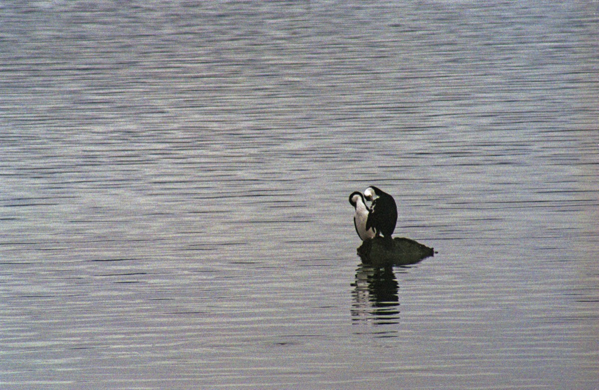 Pinguinos? No, cormoranes!