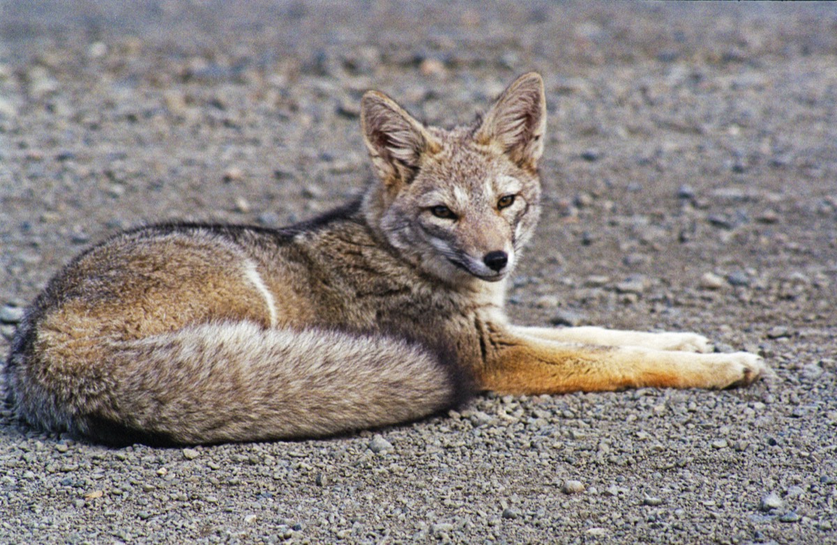 Grey fox