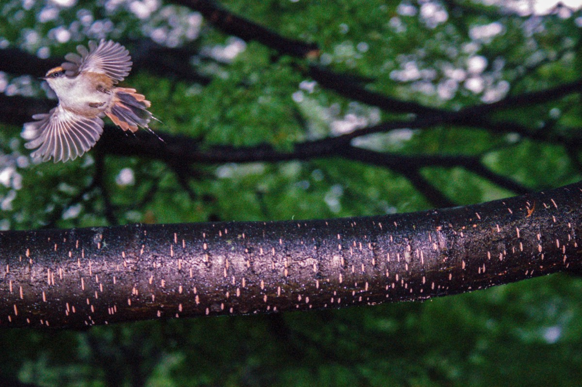 Barely caught on camera (Thorn-tailed rayadito)