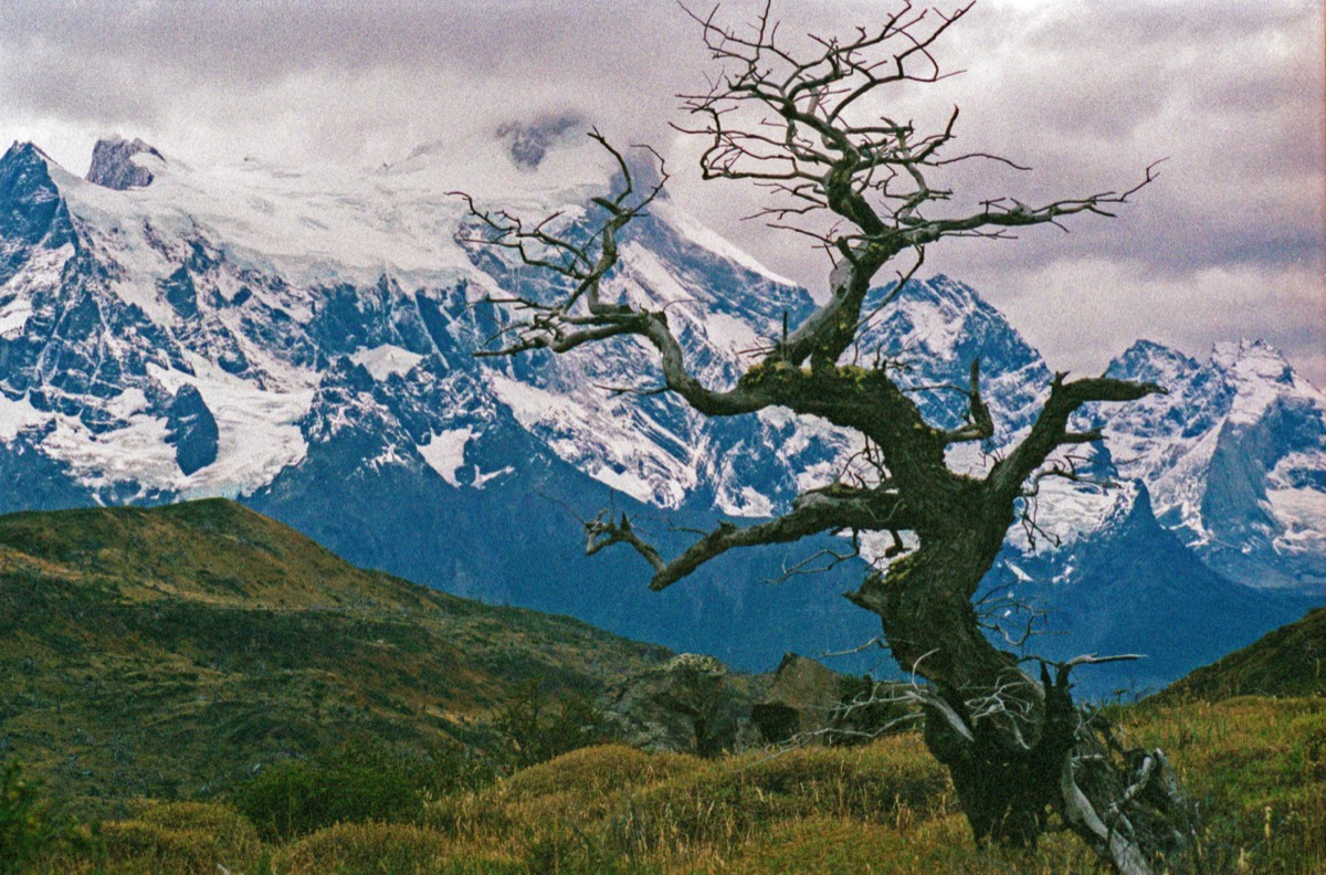 Twisted and wind-swept