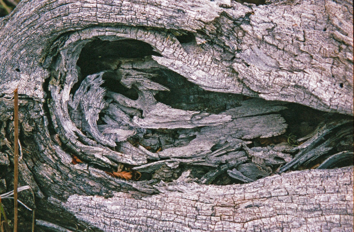 Another piece of decaying wood