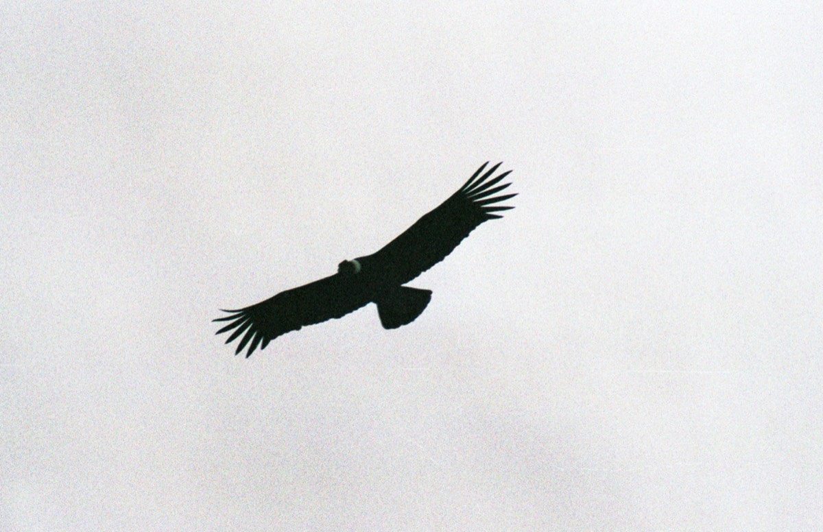 El condor passa