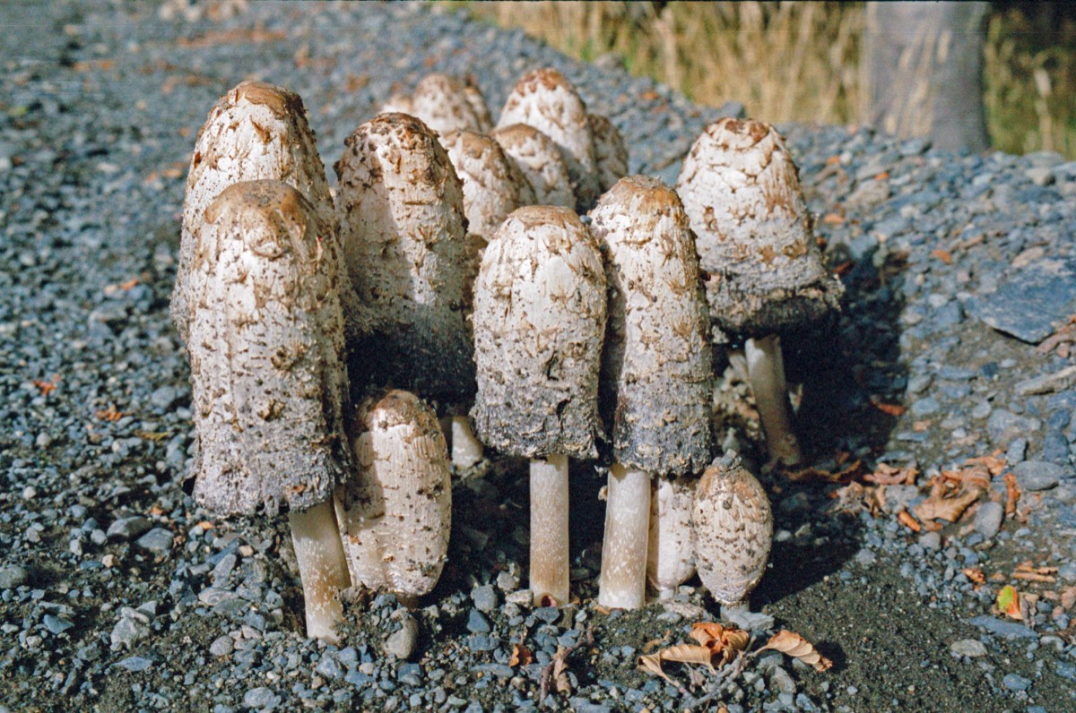 Mushrooms on the side of (or in?) the road