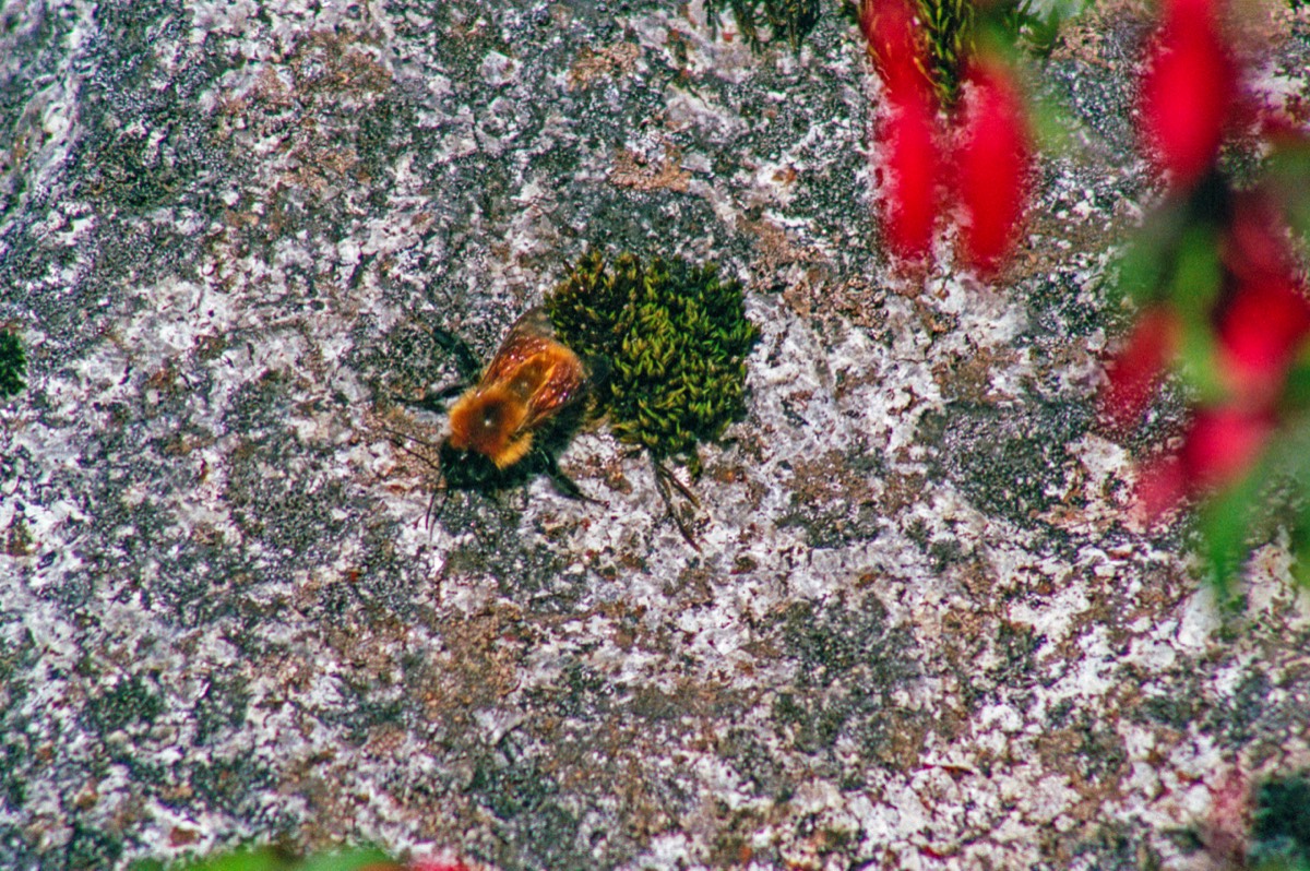 Big insect near the glacier