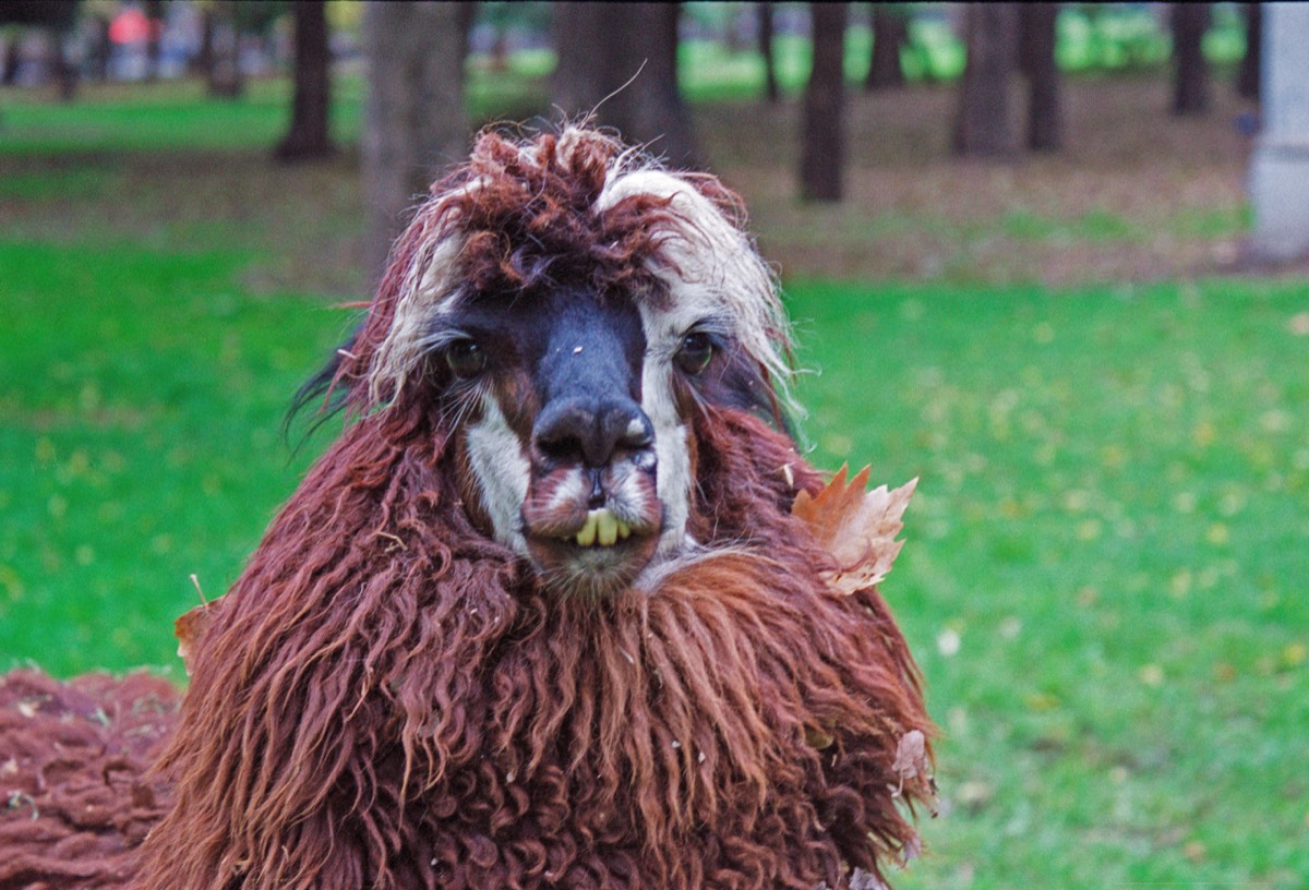 Rather unkept llama