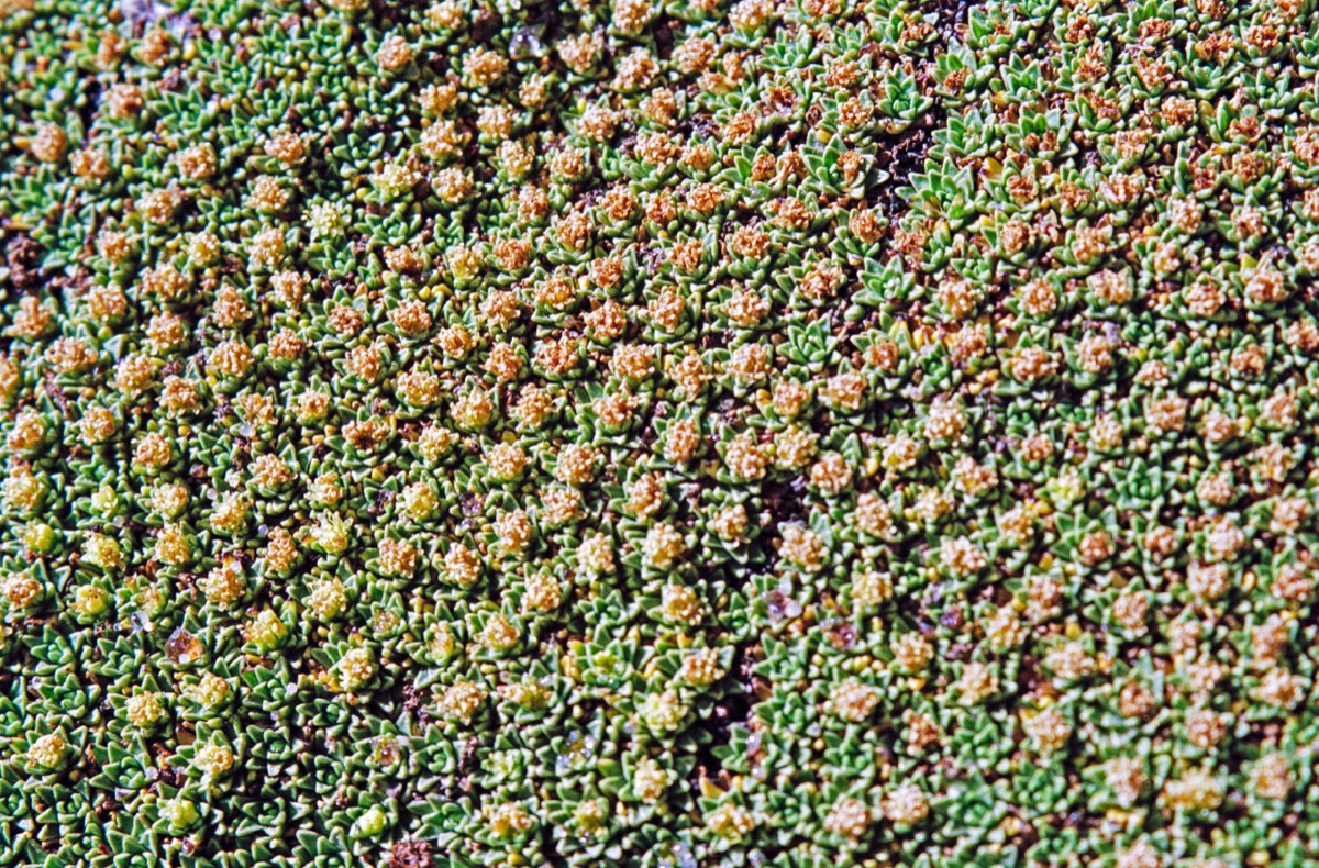 Llareta (Azorella compacta)