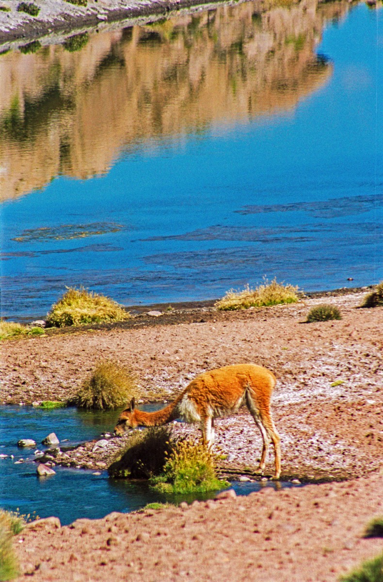 Vicuña having a drink