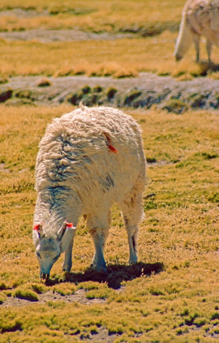 Colourful ribbons on the llamas indicate ownership