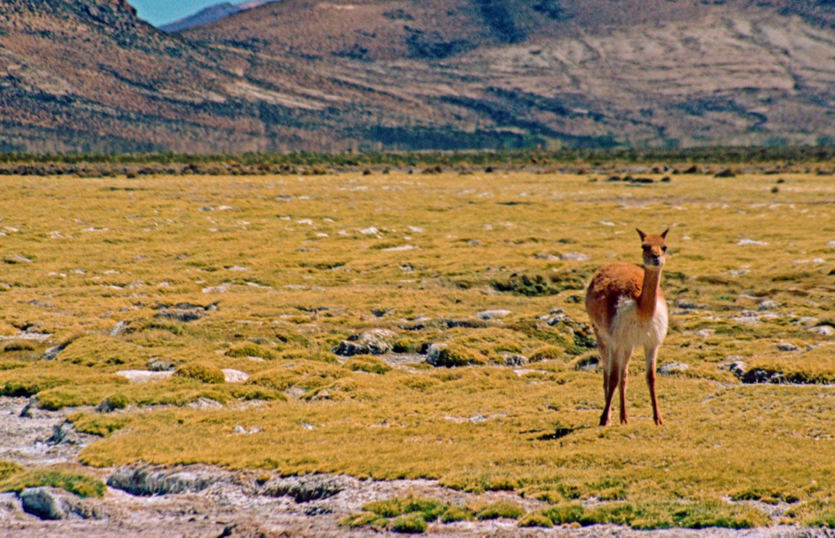Vicuñas belong to nobody