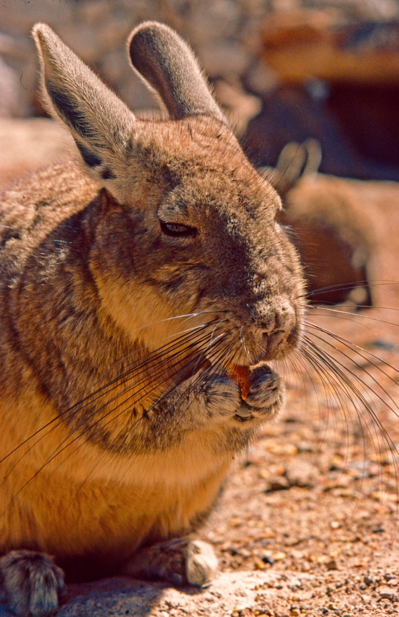 Munching vizcacha